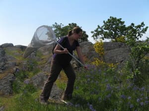 Lead author Caroline Williams in British Columbia catching duskywings for the study.