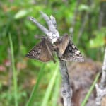 Propertius duskywing adults near Victoria, British Columbia.