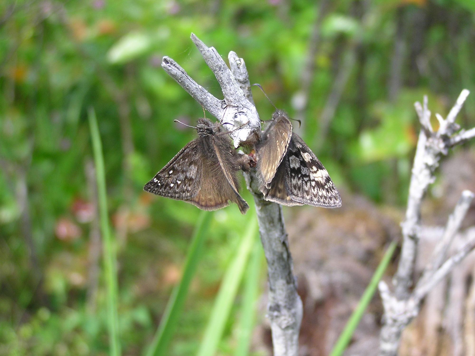 Warm winters may be nice for humans but not so much for butterflies