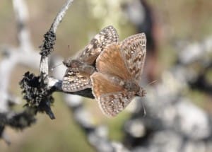Propertius duskywing adults near Victoria, British Columbia