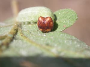 Propertius duskywing caterpillar feeding on oak leaf.