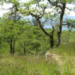 Caterpillars feed on Garry Oak trees.