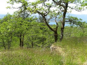 Caterpillars feed on Garry Oak trees.