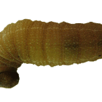 larva