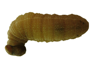 larva
