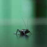 Fall field cricket (Gryllus pennsylvanicus)