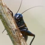 Gryllus