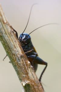 Gryllus