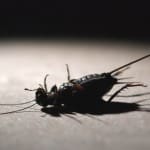 Gryllus_chillcoma