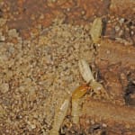 Termites eating plywood
