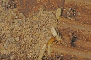 Termites eating plywood