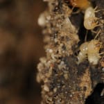Termites eating wood
