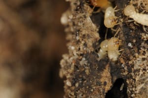 Termites eating wood