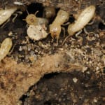 Termites burrowing