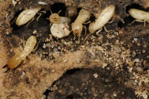 Termites burrowing