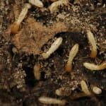 Spider Mite Silk on Bean Plan