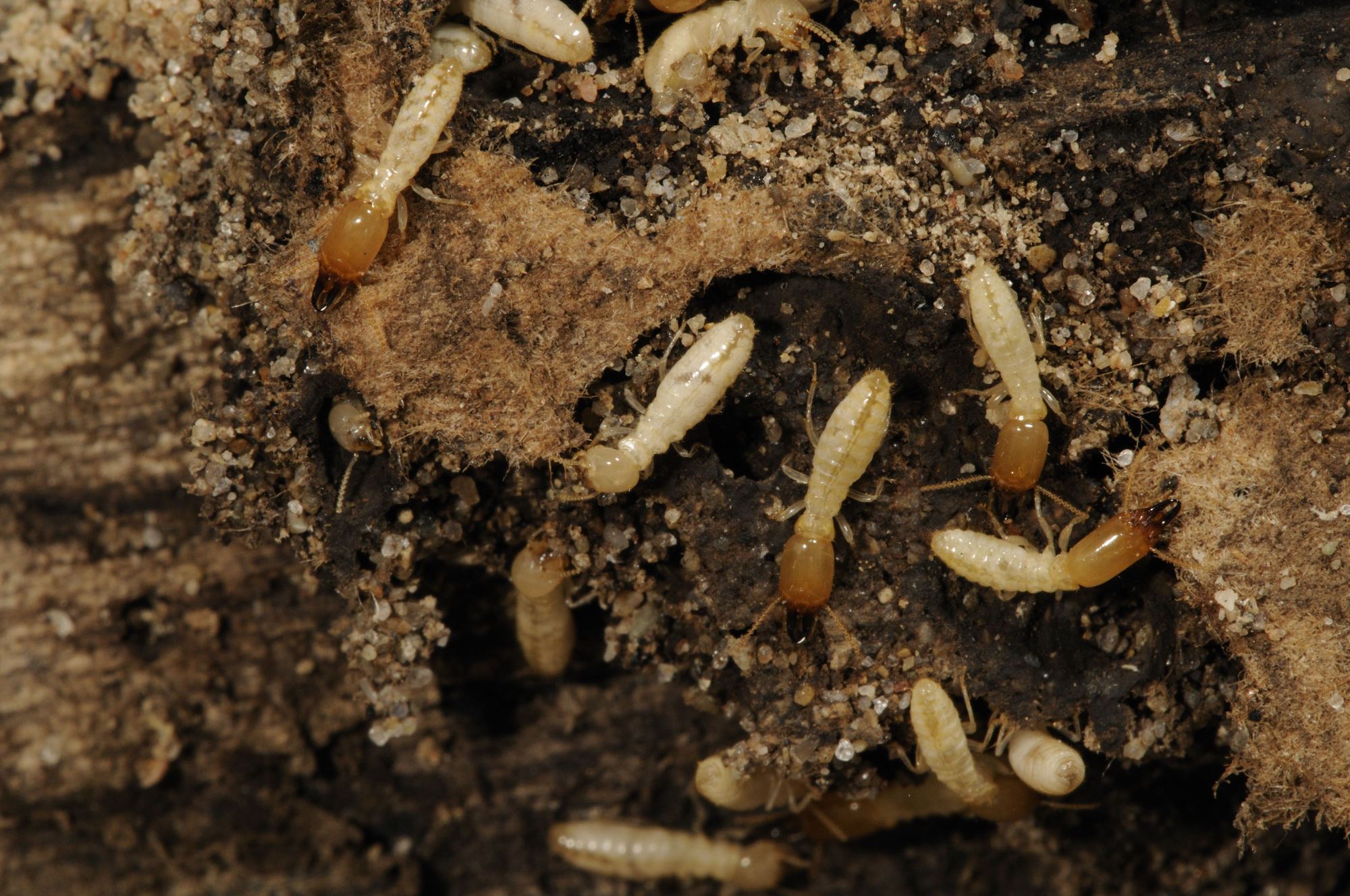 Western biologists bore into Canadian termite invasion