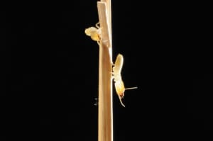 Termites on straw
