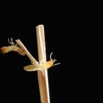 Termites on straw