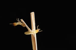Termites on straw
