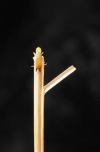 Termites on straw