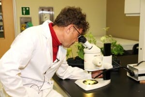 Grbić at Microscope (Profile)