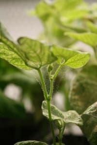 Spider Mite Silk Creation