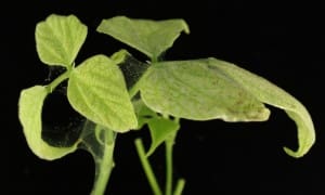Spider Mite Silk Creation on Black