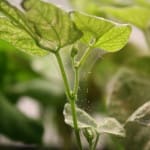 Spider Mite Silk on Bean Plant