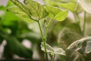 Spider Mite Silk on Bean Plant