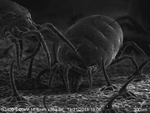 SEM Image 1