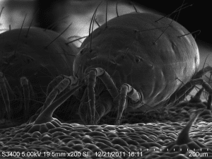 SEM Image 2