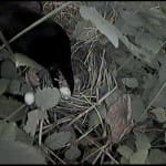 A crow eating eggs