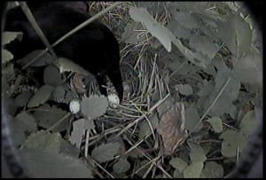 A crow eating eggs