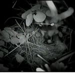 A racoon eating eggs