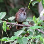 Song Sparrow