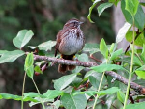 Song Sparrow