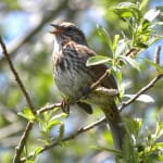 Song Sparrow