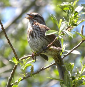 Song Sparrow