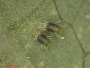 Two females on a bean leaf