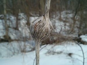 Wintering Goldenrod plant induced with gall.