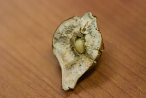 A plant gall, which has been sliced in half for investigation. 