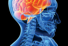 Local MPs visit Western to celebrate $66 million federal grant for brain research