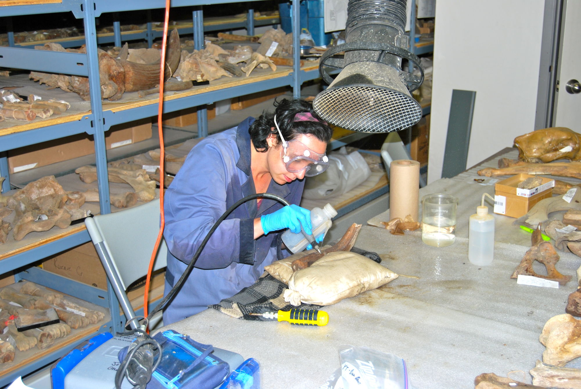 Western University scientists solve mammoth-sized ‘conundrum’