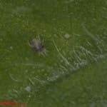 Spider mite on a tomato leaf
