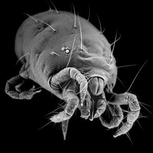 Spider mite