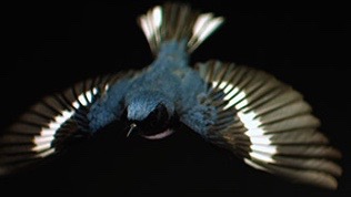 Bird documentary featuring ‘dazzling’ Western research comes to campus