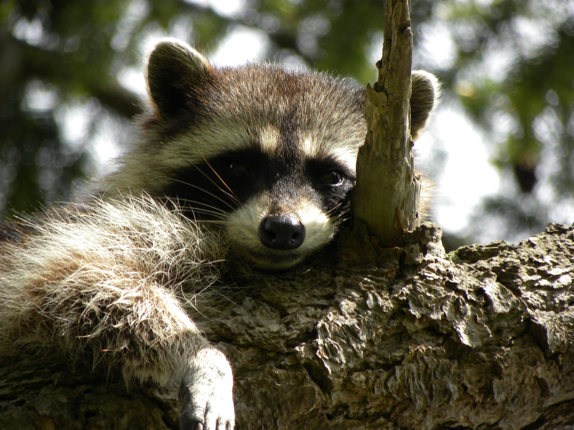 Nature Communications study says ‘fear itself’ can help restore ecosystems