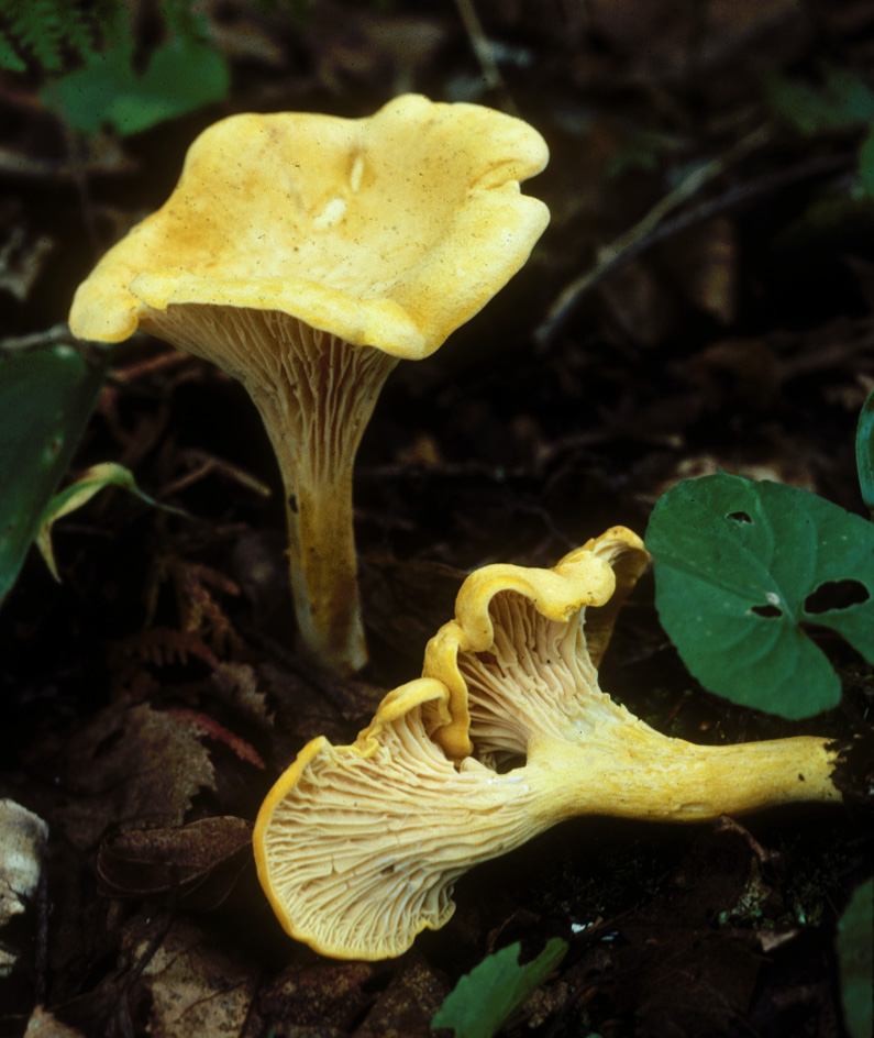Mistaken-identity mushrooms: Western researchers re-classify common chanterelle