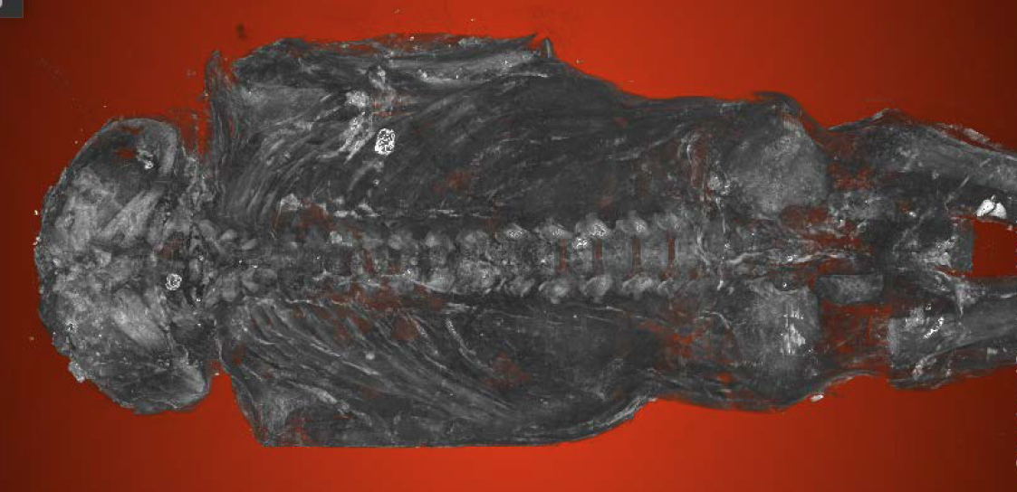 Micro-CT scans show 2,100-year-old ‘hawk’ mummy a stillborn baby